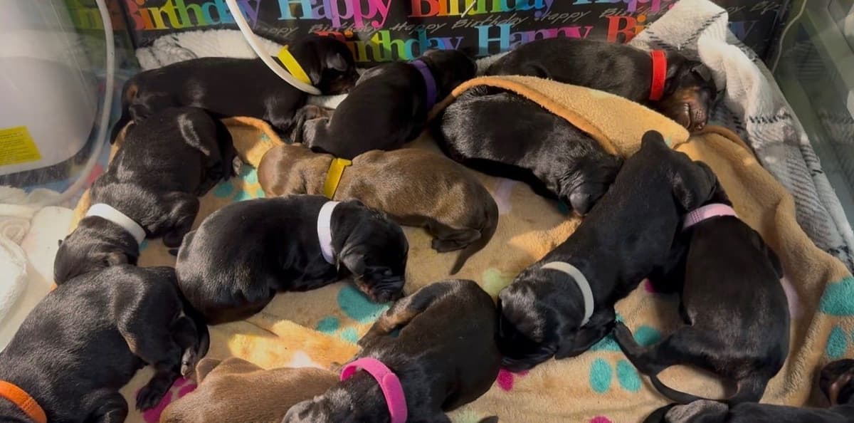 German Rottweiler Puppies breeder image 6