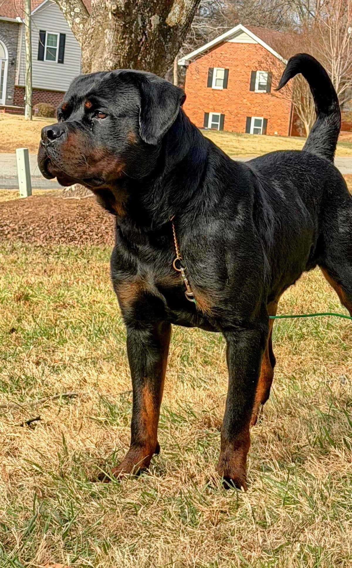 German Rottweiler Puppies breeder image 2