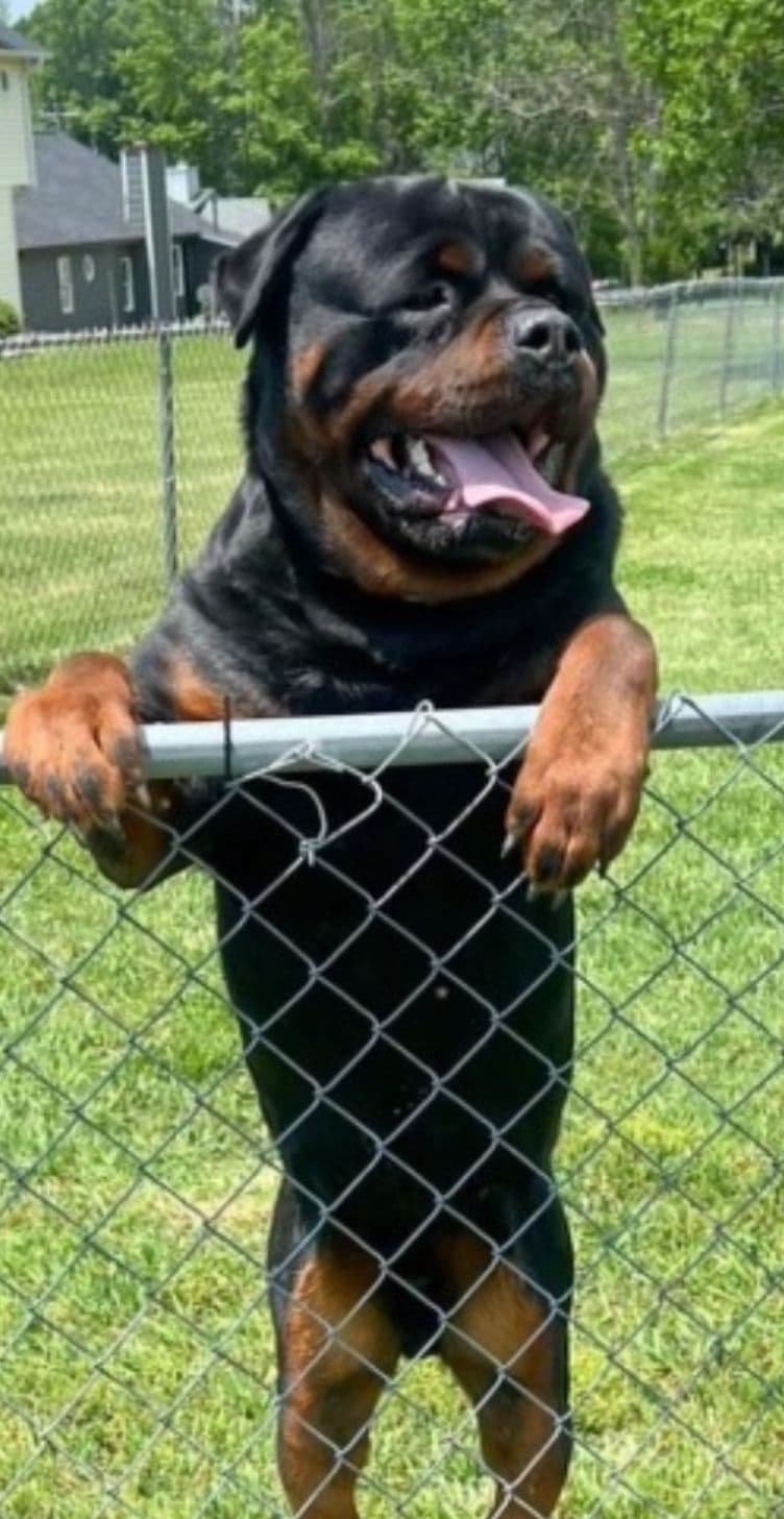 German Rottweiler Puppies breeder image 7