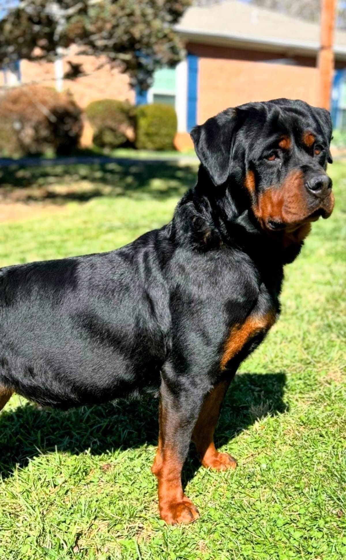 German Rottweiler Puppies breeder image 1