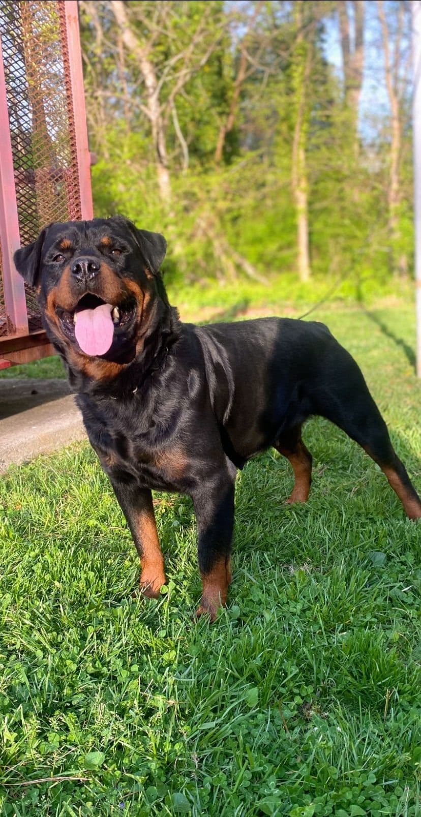 German Rottweiler Puppies breeder image 8