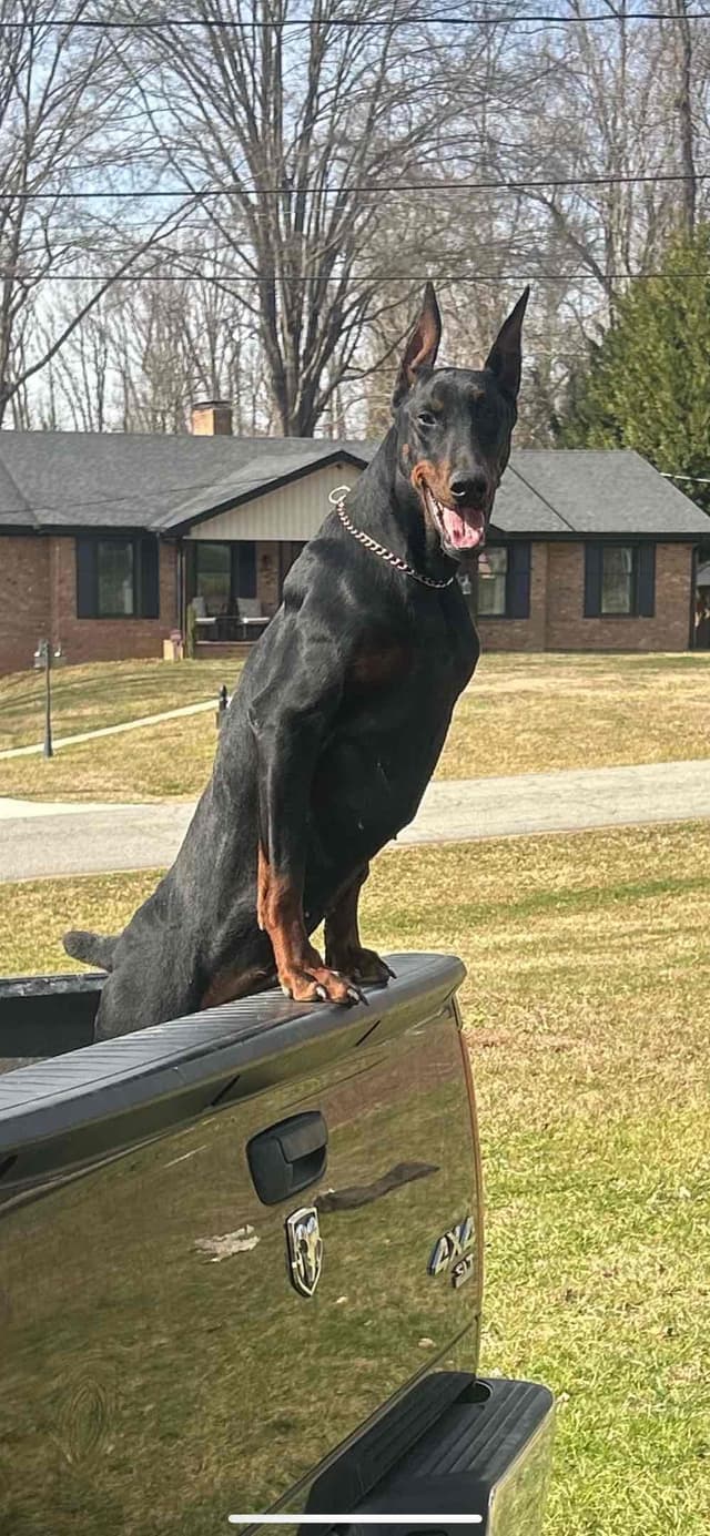 Doberman Pinscher Puppies media 3