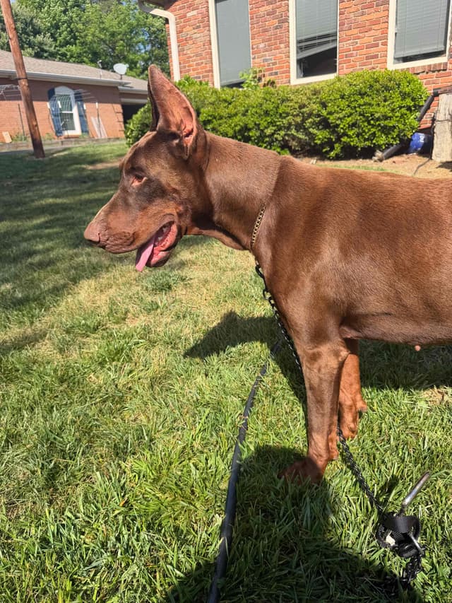Doberman Pinscher Puppies media 13