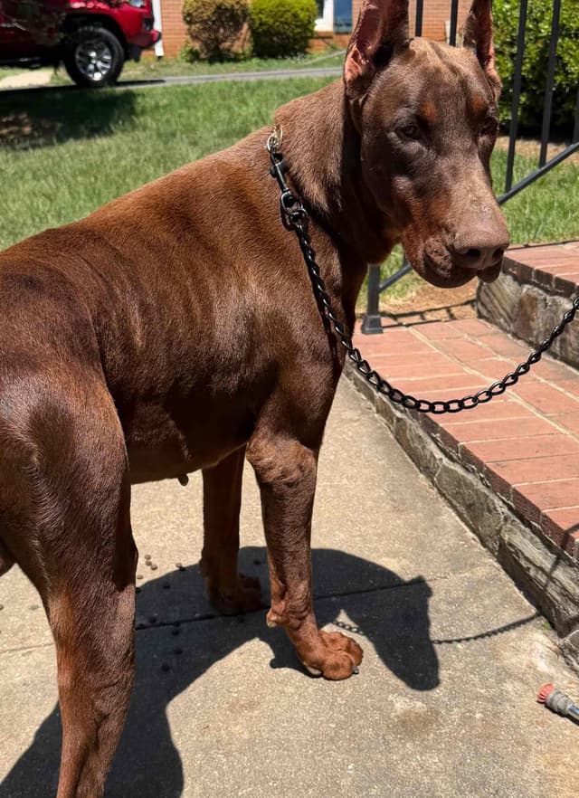 Doberman Pinscher Puppies media 15