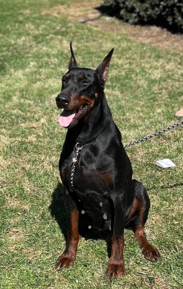 Doberman Pinscher Puppies media 12