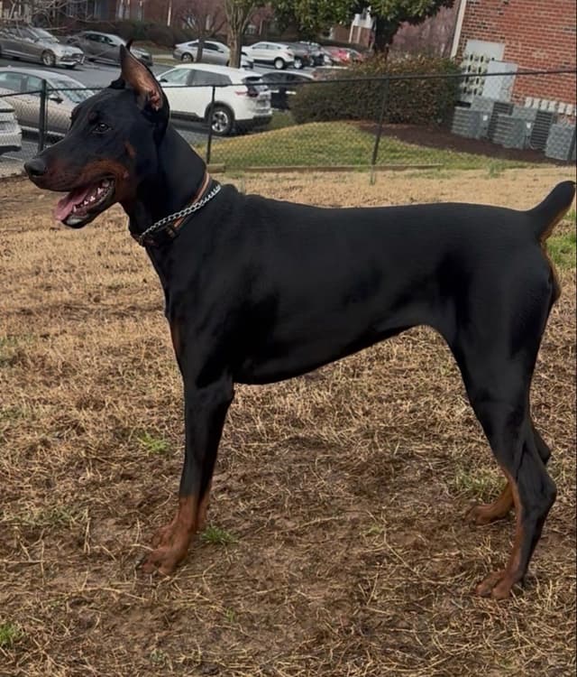 Doberman Pinscher Puppies media 14