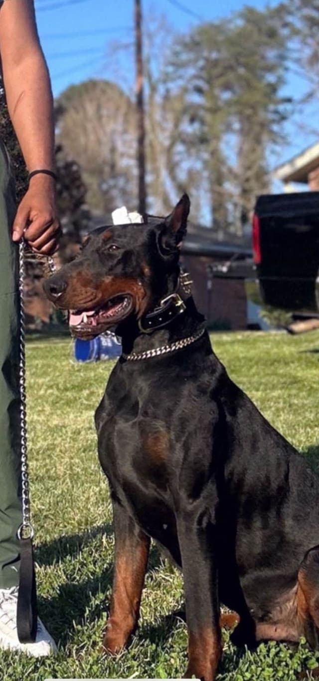 Doberman Pinscher Puppies media 2
