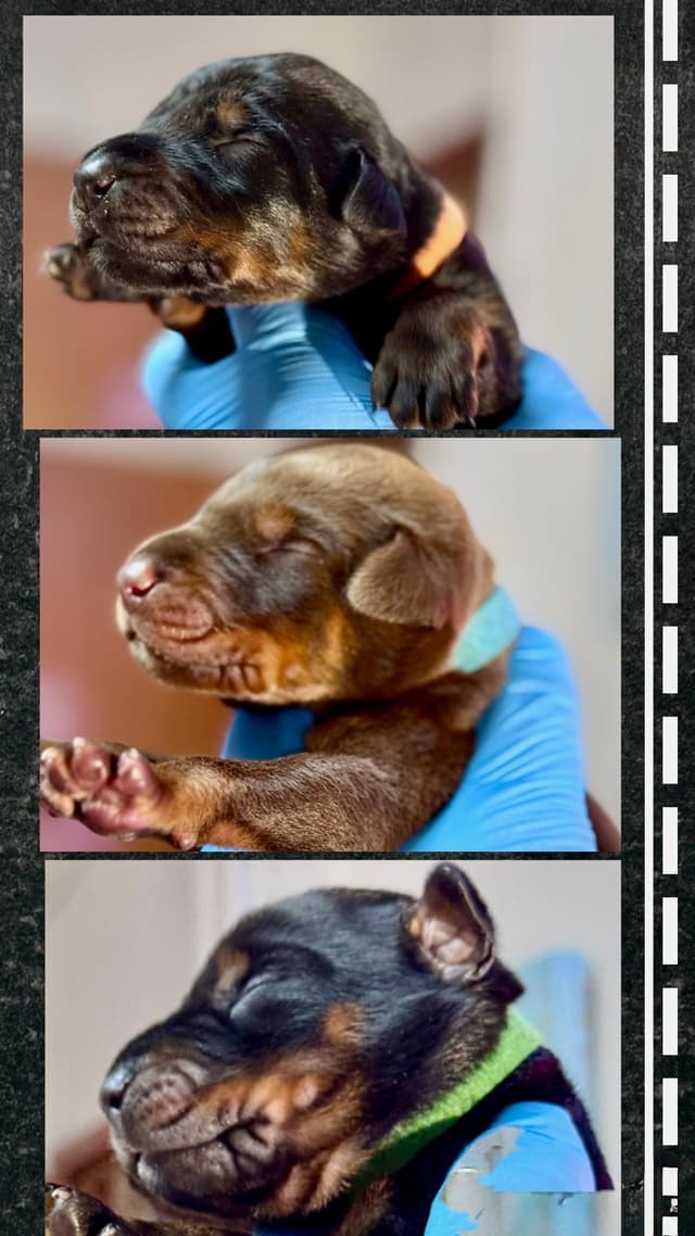 Doberman Pinscher Puppies media 7