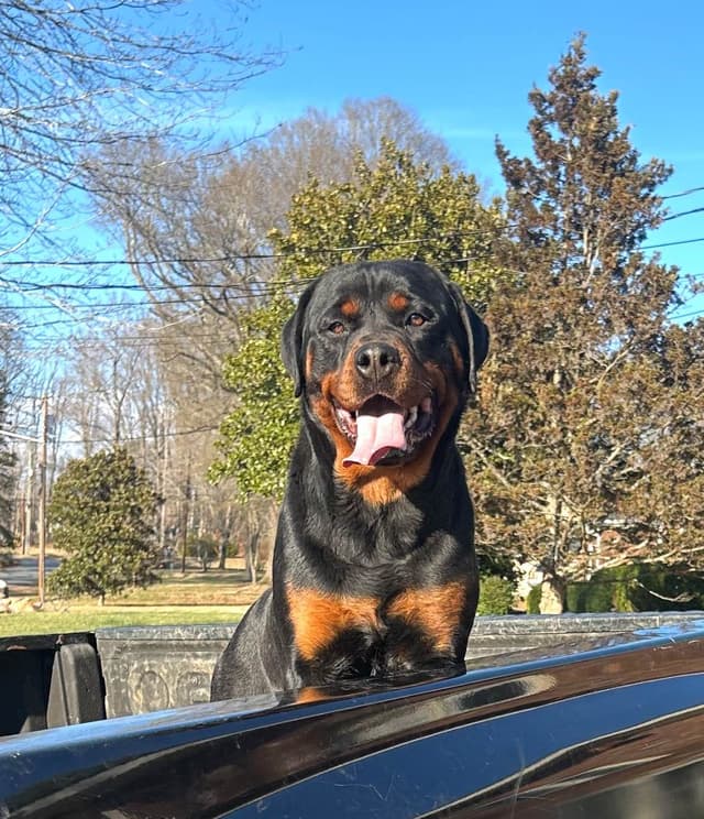German Rottweiler Puppies media 10