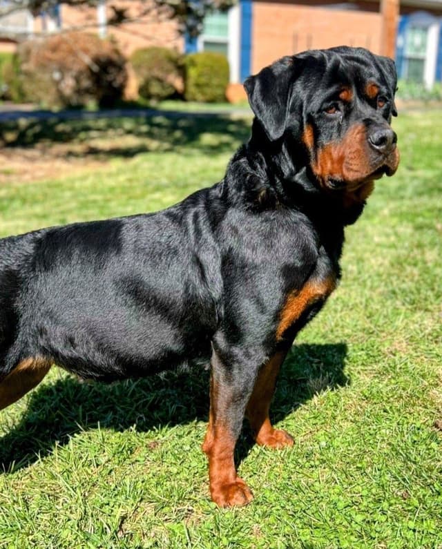 German Rottweiler Puppies media 3