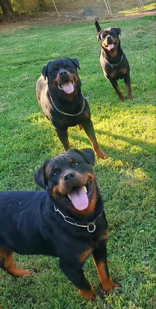 German Rottweiler Puppies media 6