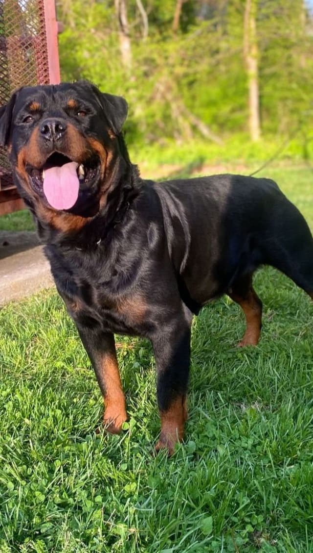German Rottweiler Puppies media 9