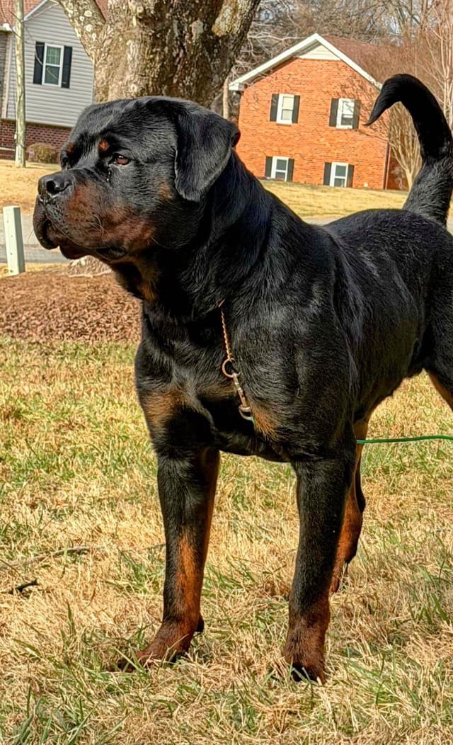 German Rottweiler Puppies media 4