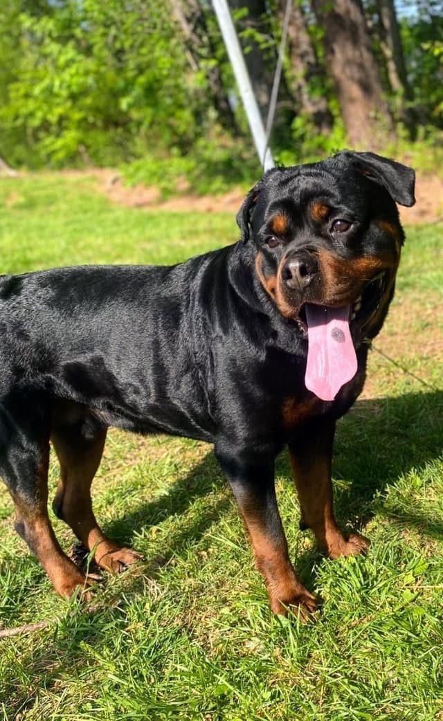 German Rottweiler Puppies media 7