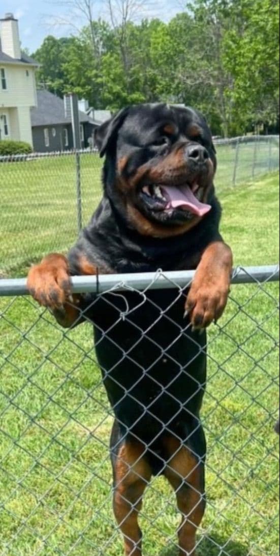 German Rottweiler Puppies media 8