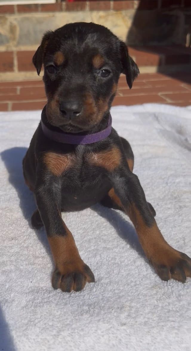 Doberman Pinscher Puppies media 6