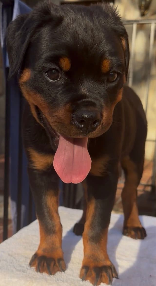German Rottweiler Puppies media 5
