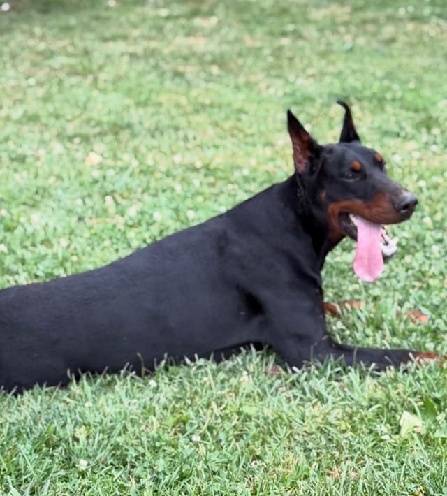 Doberman Pinscher Puppies media 10