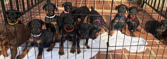 Doberman Pinscher Puppies media 4