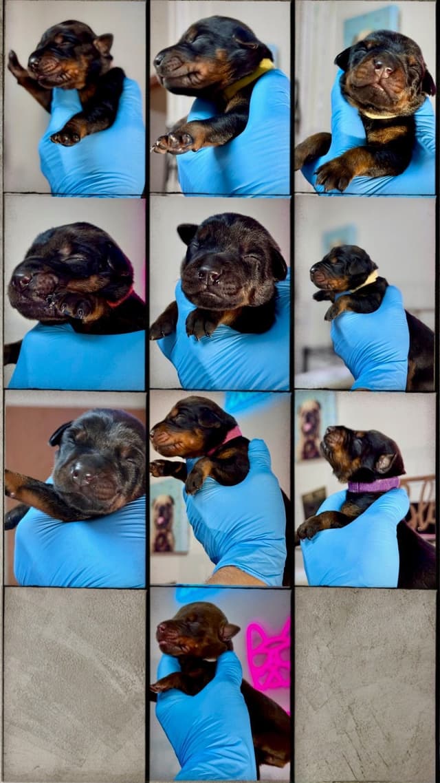 Doberman Pinscher Puppies media 8