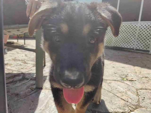 German Shepherd Dog Puppies media 4