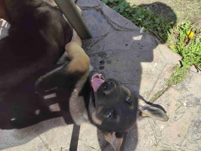 German Shepherd Dog Puppies media 5