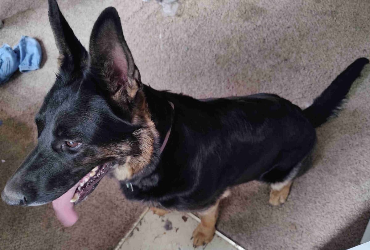 German Shepherd Dog Puppies breeder image 2