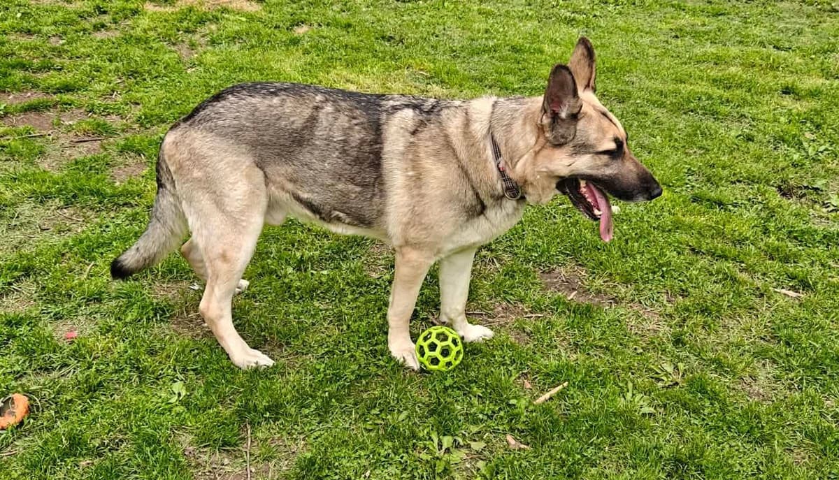 German Shepherd Dog Puppies breeder image 3