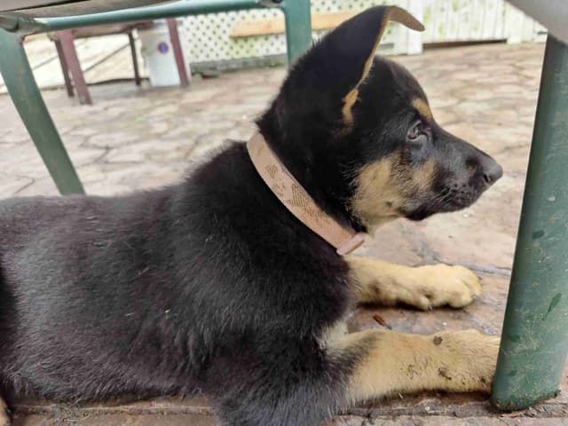 German Shepherd Dog Puppies media 6