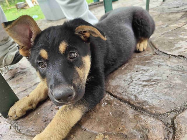 German Shepherd Dog Puppies media 3