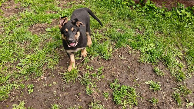 German Shepherd Dog Puppies media 7