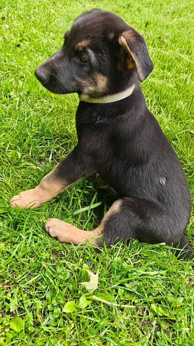 German Shepherd Dog Puppies media 9