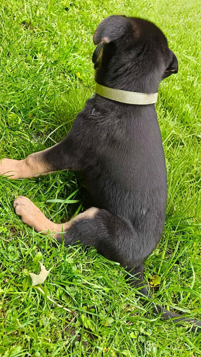 German Shepherd Dog Puppies media 8