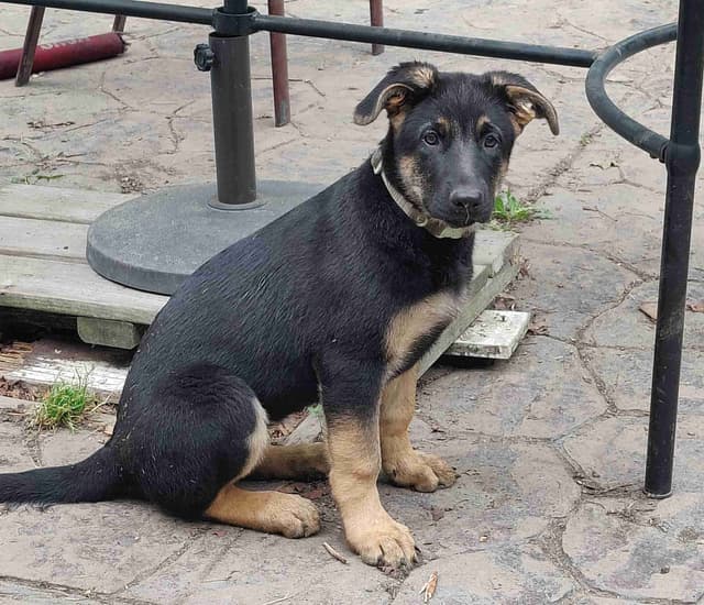 German Shepherd Dog Puppies media 10