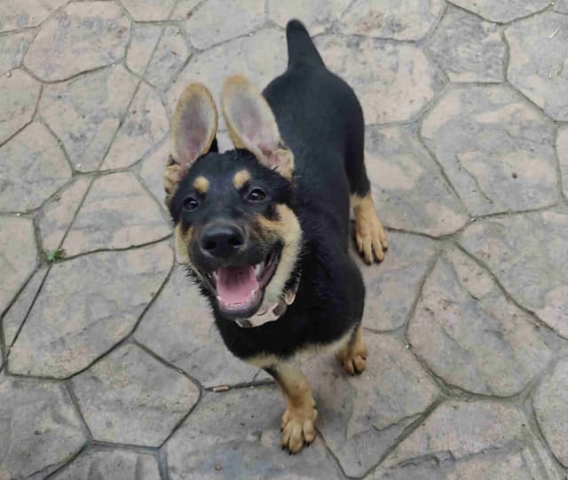 German Shepherd Dog Puppies media 11