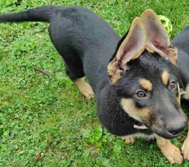 German Shepherd Dog Puppies media 12