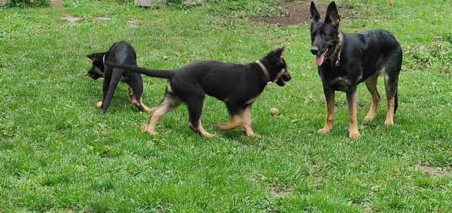 German Shepherd Dog Puppies media 13