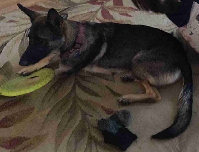 German Shepherd Dog Puppies media 19
