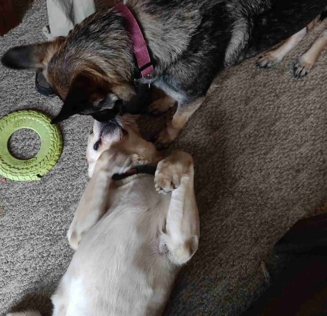 German Shepherd Dog Puppies media 15