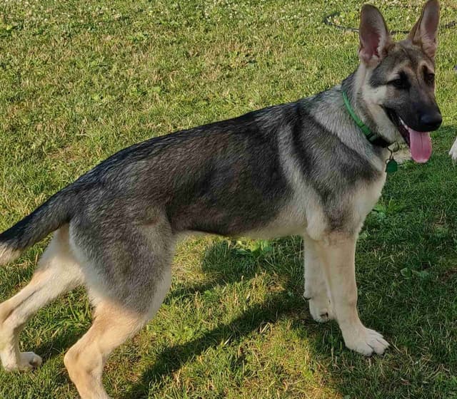 German Shepherd Dog Puppies media 16