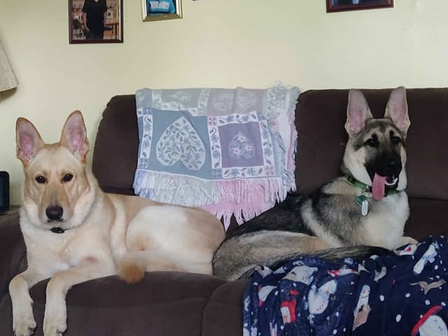 German Shepherd Dog Puppies media 17