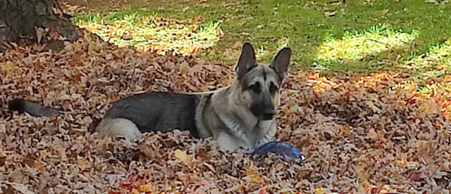German Shepherd Dog Puppies media 18