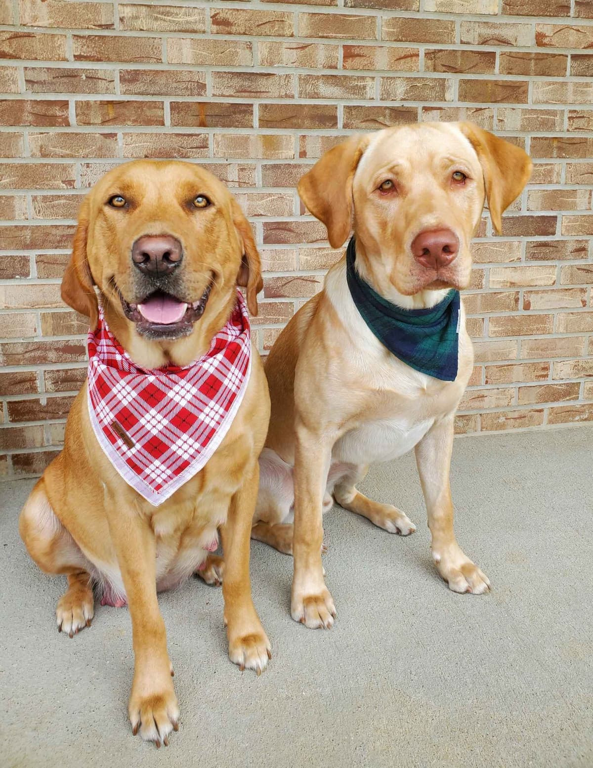 Labrador Retriever Puppies breeder image 3