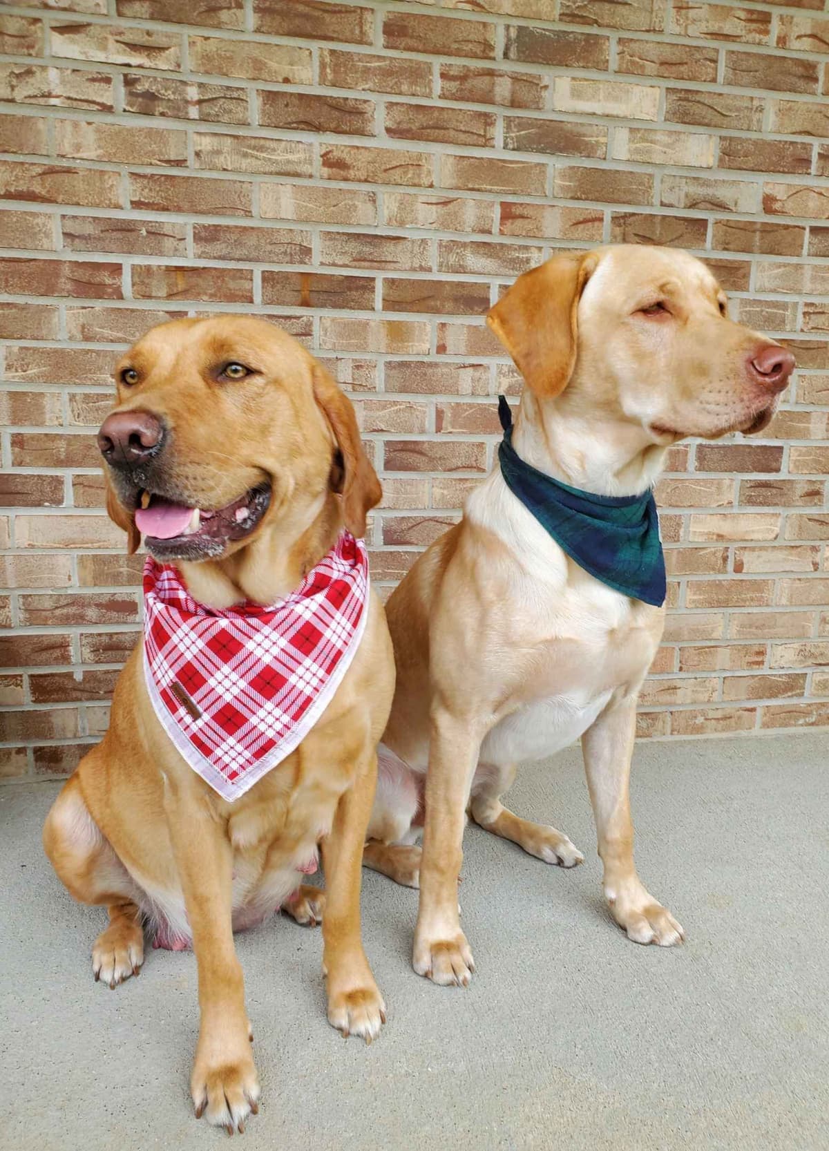 Labrador Retriever Puppies breeder image 1