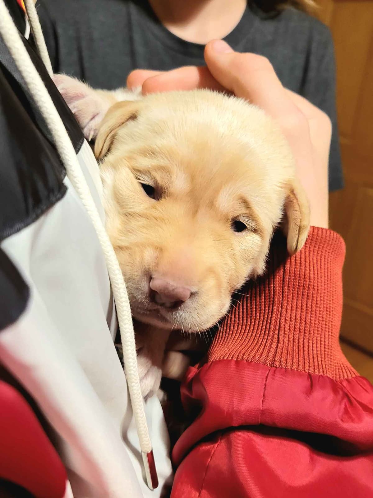Labrador Retriever Puppies breeder image 4