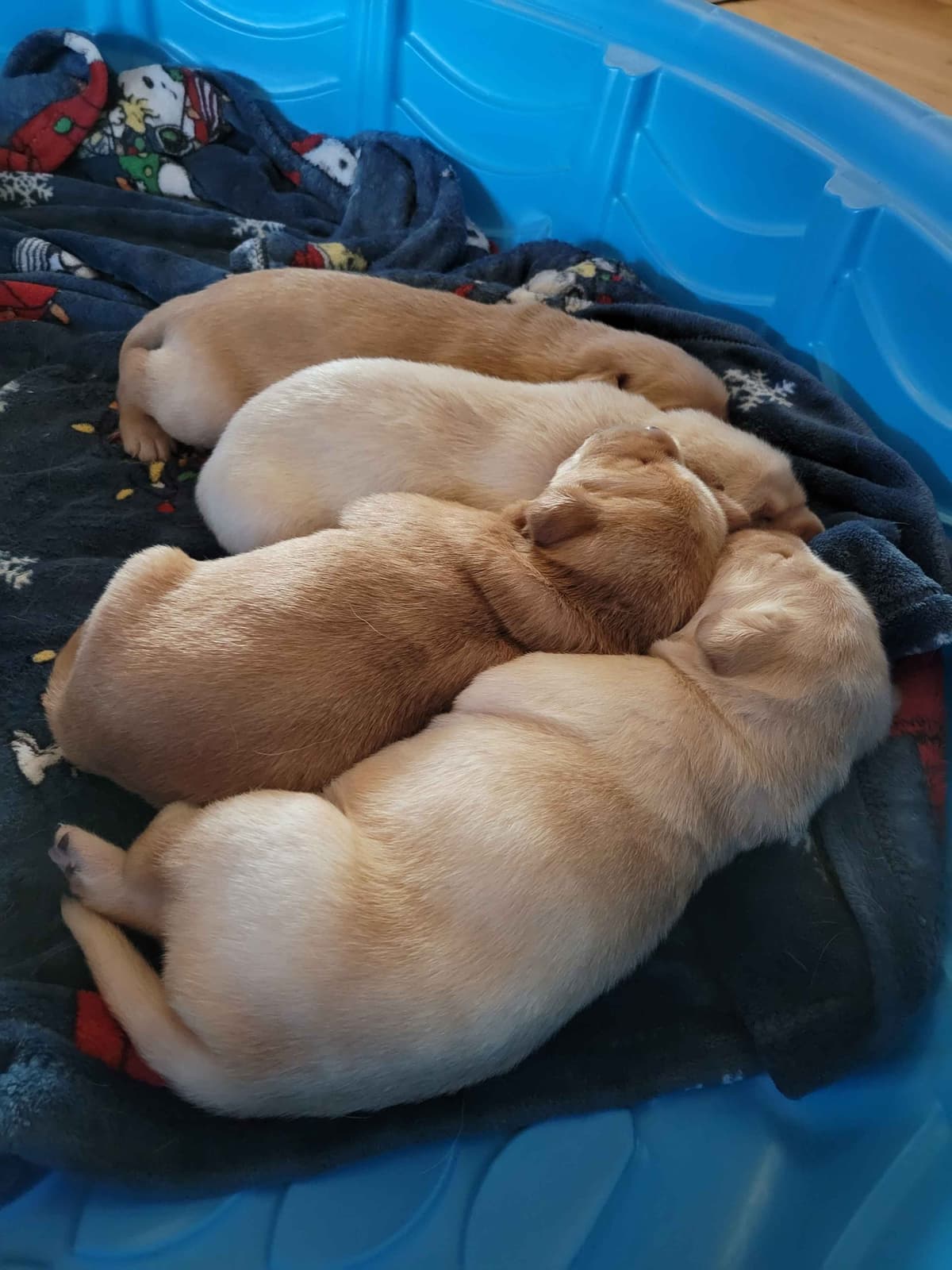 Labrador Retriever Puppies breeder image 5