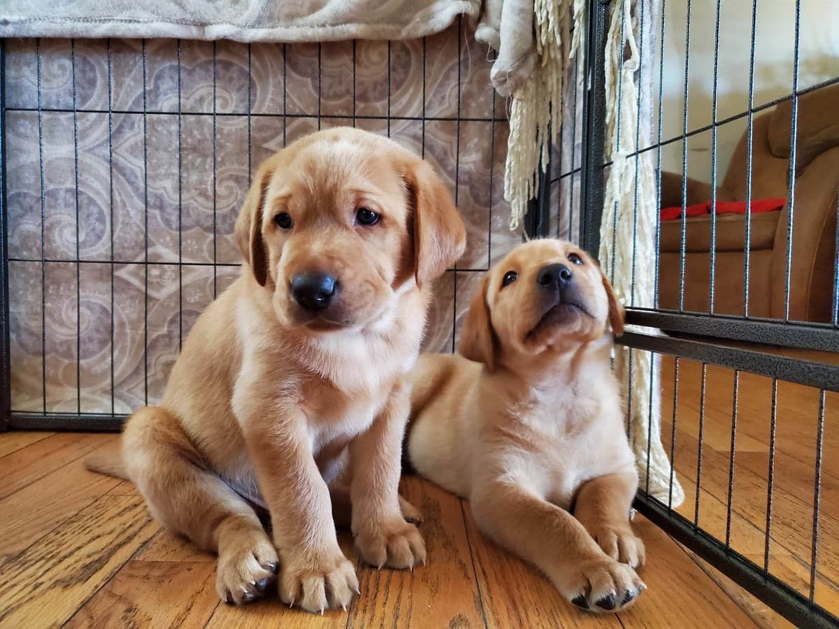 Labrador Retriever Puppies breeder image 6
