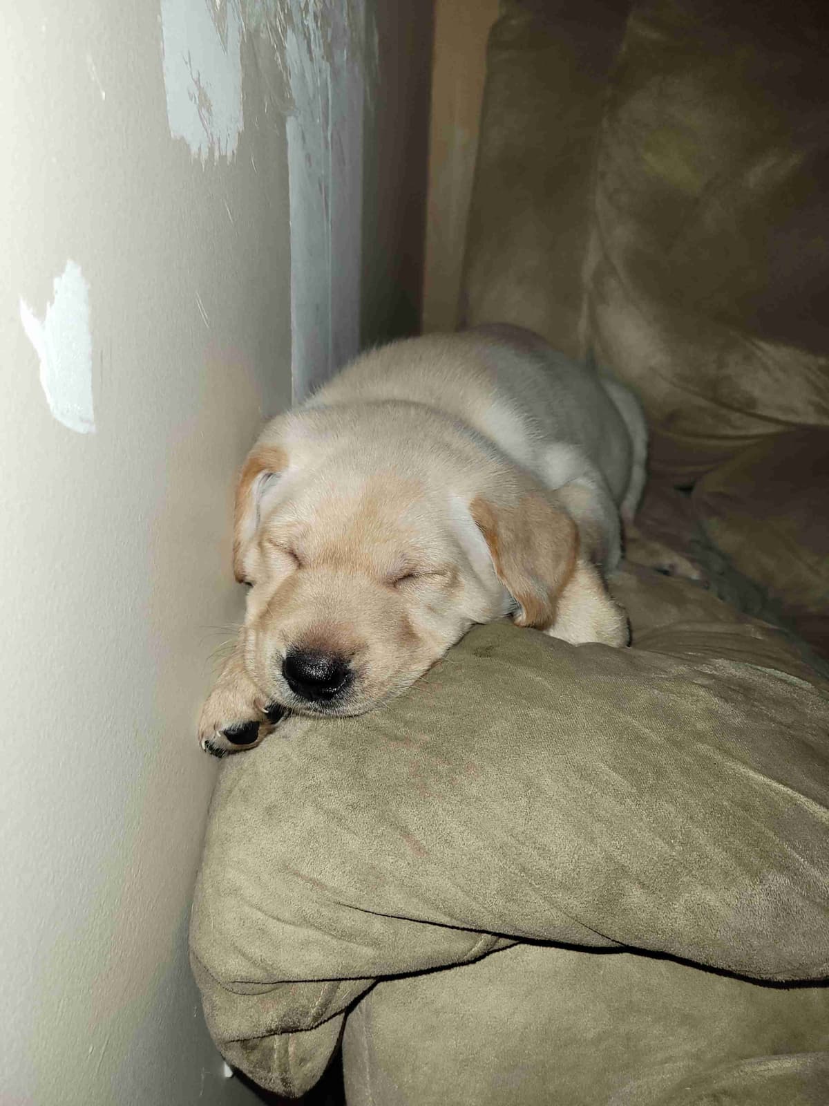 Labrador Retriever Puppies breeder image 7