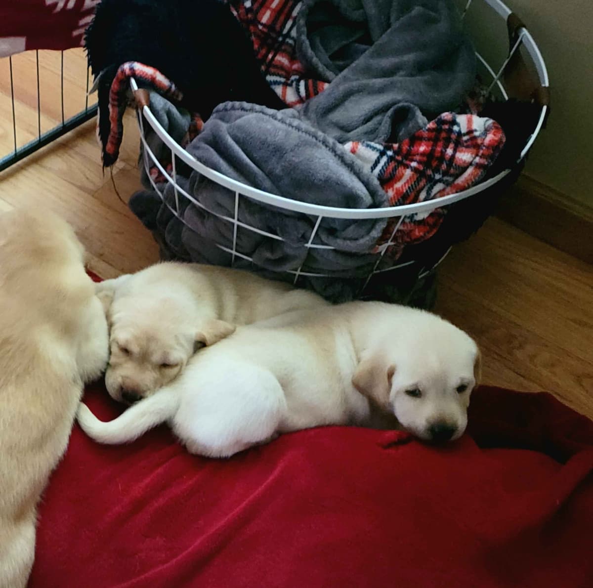 Labrador Retriever Puppies breeder image 8