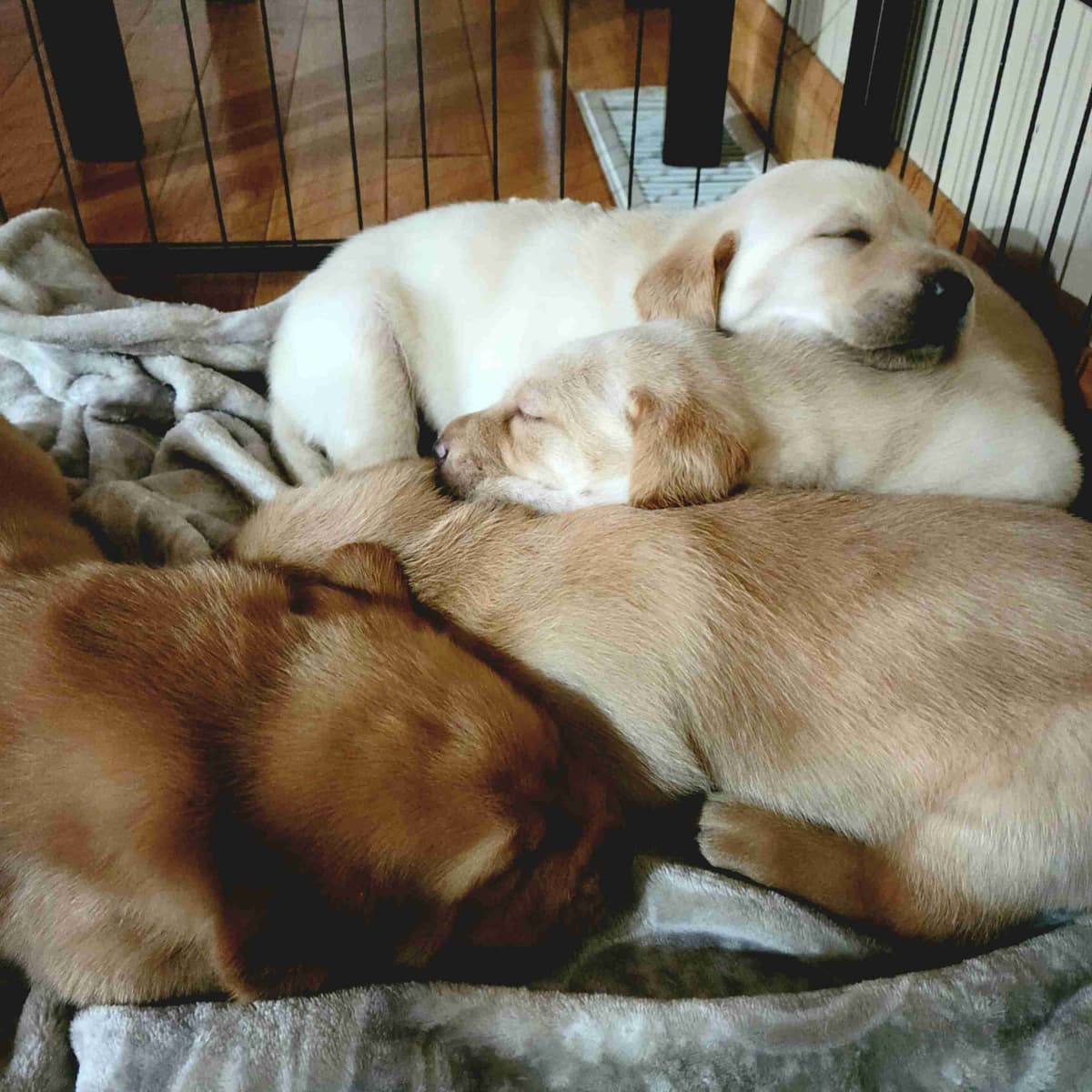Labrador Retriever Puppies breeder image 9